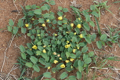 Cassia leschenaultiana var. leschenaultiana